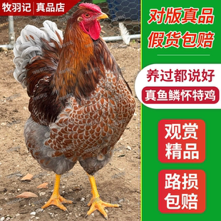 正宗怀特鸡大体鱼鳞鸡精品紫怀特鸡观赏鸡网红怀恩多特宠物鸡包邮