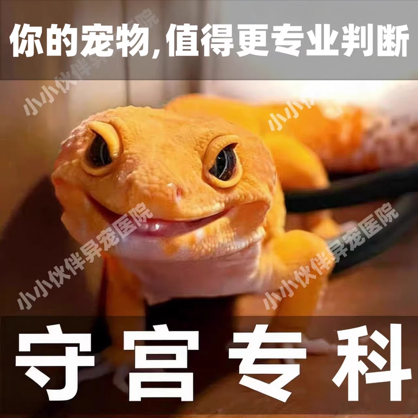 异宠医生线上咨询24小时睫角守宫蜥蜴豹纹守宫鬃狮蜥爬宠生病问诊