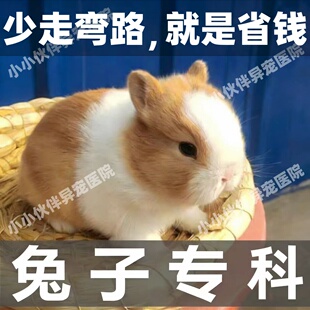 宠物医生兔子医生在线咨询问诊24小时兽医在线诊疗诊断兔病和预防