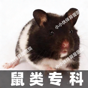 仓鼠在线问诊异宠医生线上咨询24小时荷兰猪医生花枝鼠兔子看病