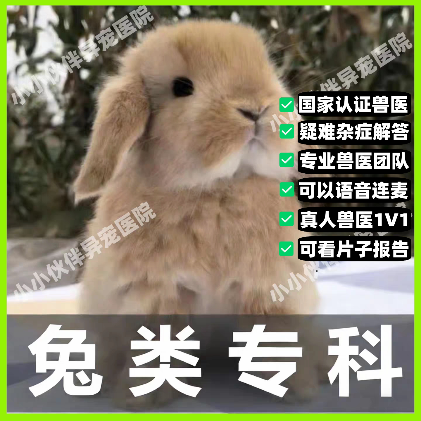 异宠医生问诊兔病与预防24小时金丝熊兔子疾病咨询侏儒兔咨询胀气