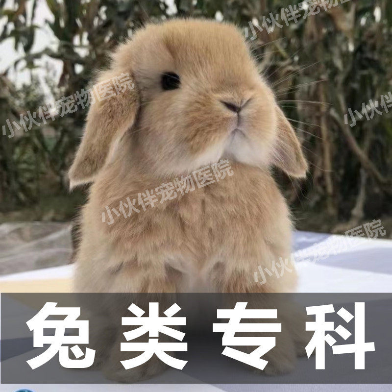 异宠医生问诊兔病与预防24小时金丝熊兔子疾病咨询侏儒兔咨询胀气