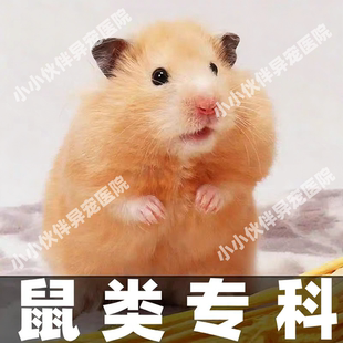 异宠医生线上咨询24小时金丝熊荷兰猪仓鼠医生花枝鼠兔子问诊看病