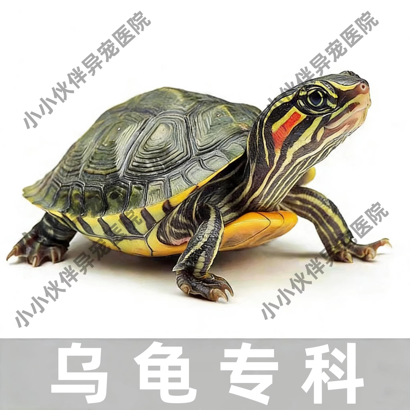 宠物医生问诊24小时乌龟疾病咨询 肠炎拉稀 乌龟肺炎乌龟水肿外伤