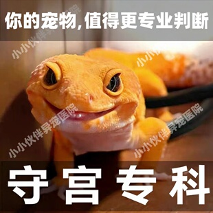 异宠医生线上咨询24小时睫角守宫蜥蜴豹纹守宫鬃狮蜥爬宠生病问诊