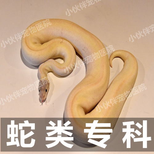 异宠医生线上咨询24小时 生病诊疗中心宠物医疗兽医看病 蛇类问诊