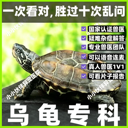 宠物医生问诊24小时 乌龟疾病咨询 猪鼻龟 兽医 异宠医生在线咨询