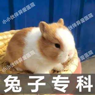 宠物医生兔子医生在线咨询问诊24小时兽医在线诊疗诊断兔病和预防
