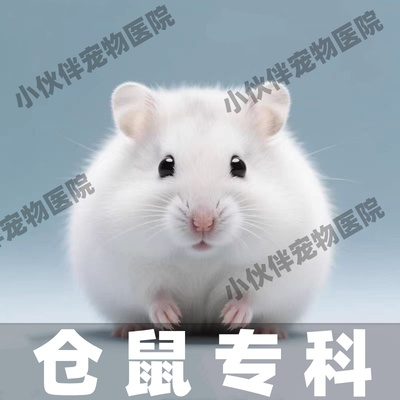 异宠医生线上咨询24小时金丝熊荷兰猪仓鼠医生花枝鼠兔子问诊看病