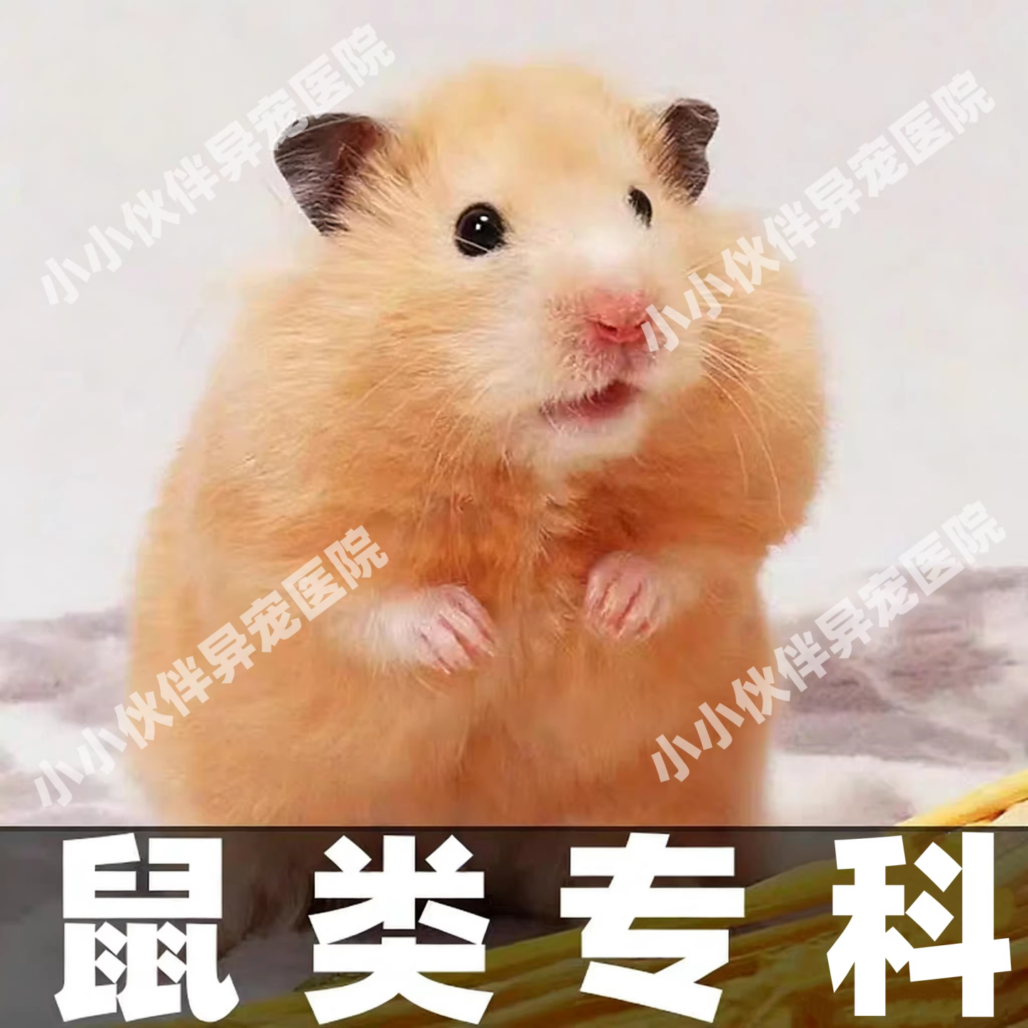 异宠医生线上咨询24小时金丝熊荷兰猪仓鼠医生花枝鼠兔子问诊看病