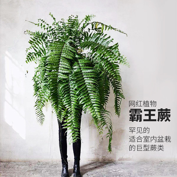 9yard小森林网红霸王蕨巨大长叶肾蕨盆栽带盆栽好 到手即景