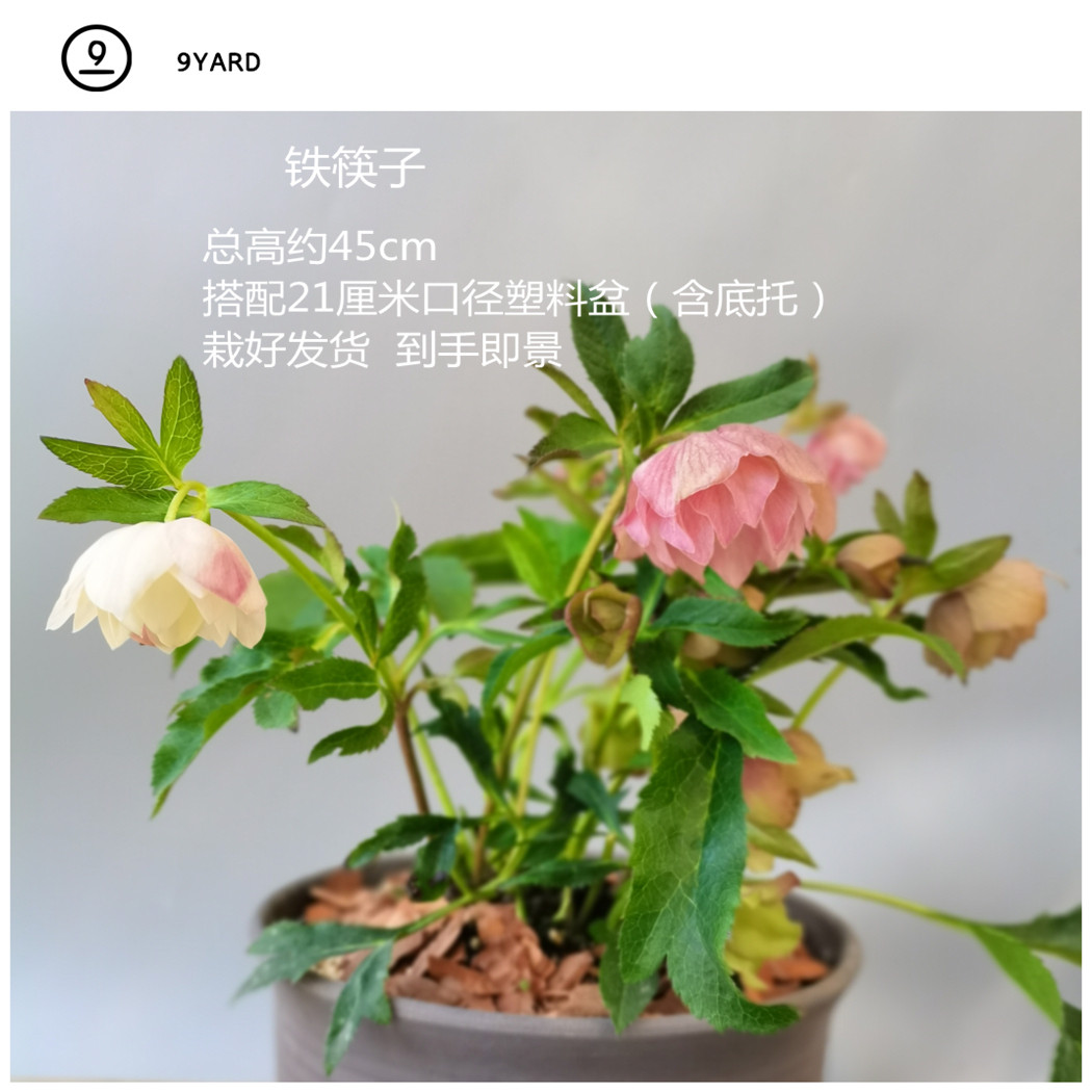 玖号院子铁筷子花期长网红上新送礼节日含苞带花栽好发货到手即景