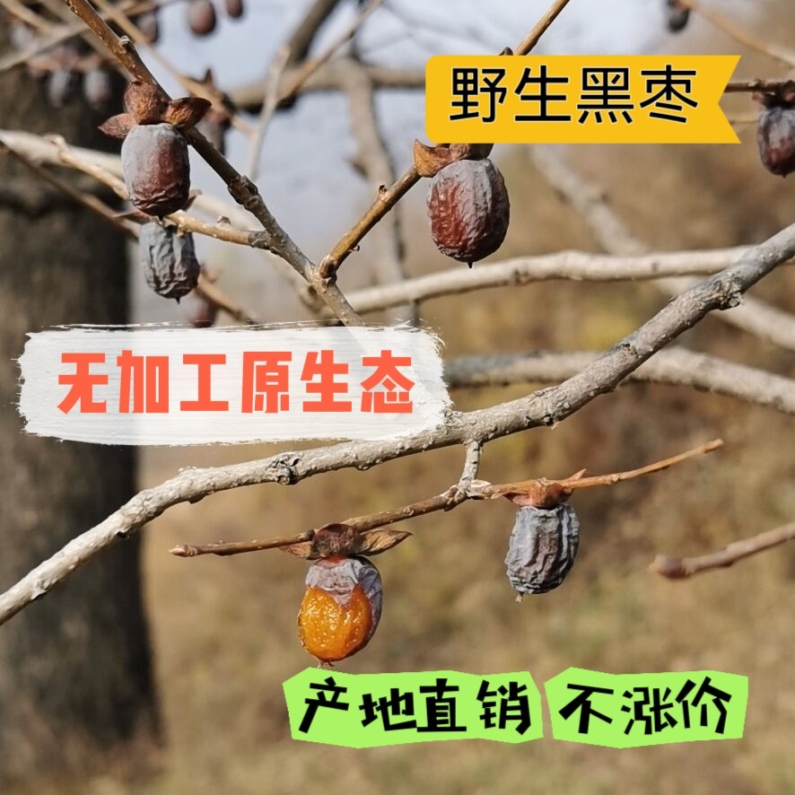 太行山有核黑枣河北特产软枣小柿子野生君迁子新货非无核原生态