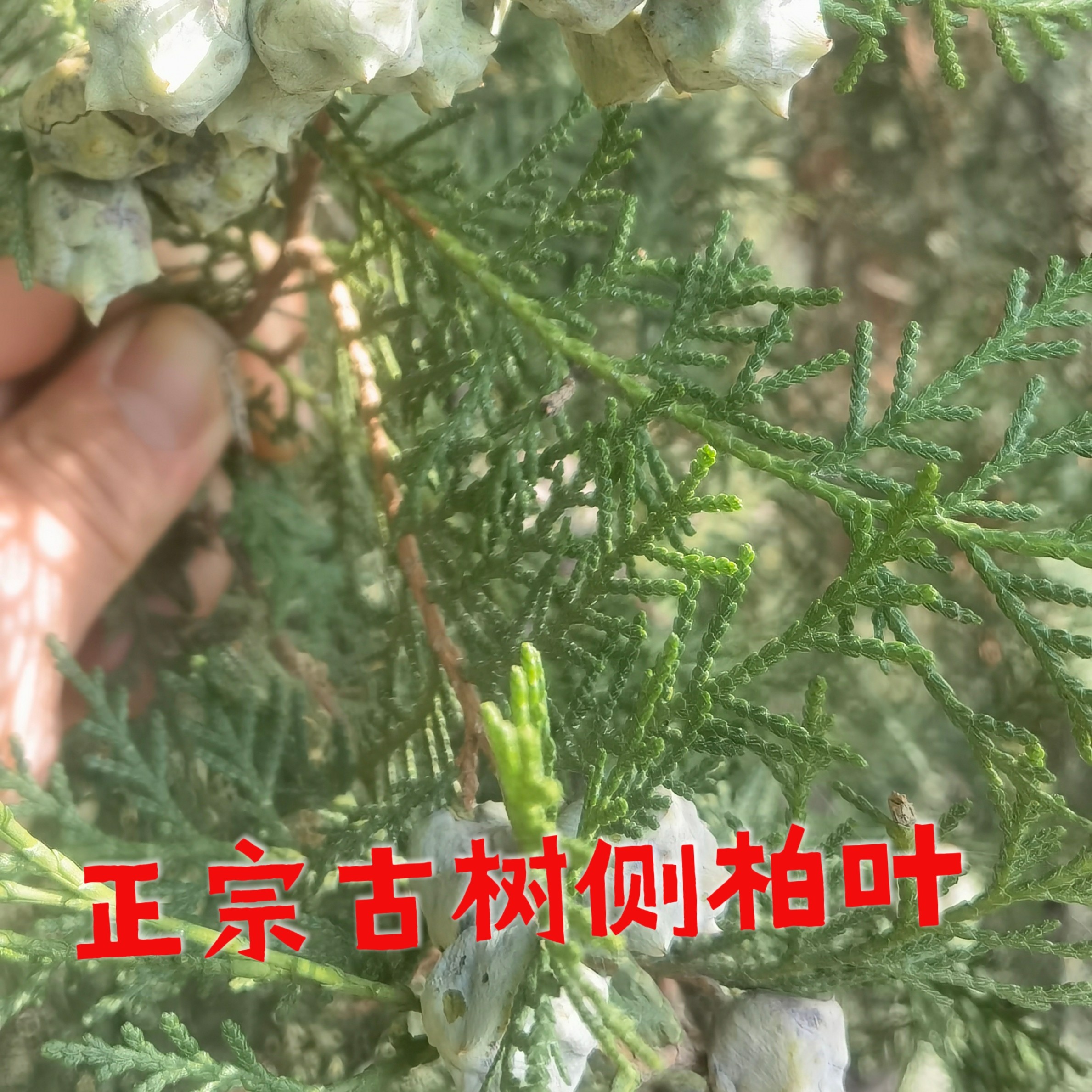 中药材侧柏叶500g正品侧伯叶扁柏叶干侧柏叶粉另售皂角桑叶何首乌