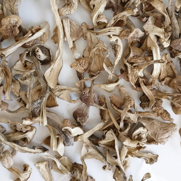 山西特产五台山野生台蘑大香蕈蘑菇新鲜食用菌干货250g新鲜蘑菇