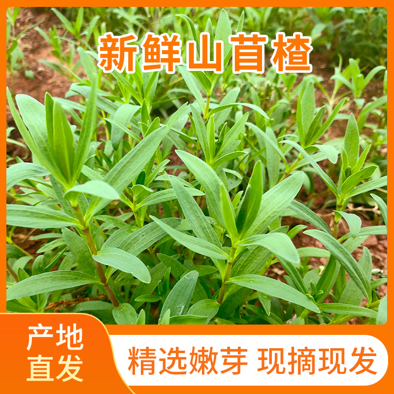 现摘山东野生菜山菜山苜楂山蚂蚱菜荠菜苦菜子山麻楂农家新鲜蔬菜