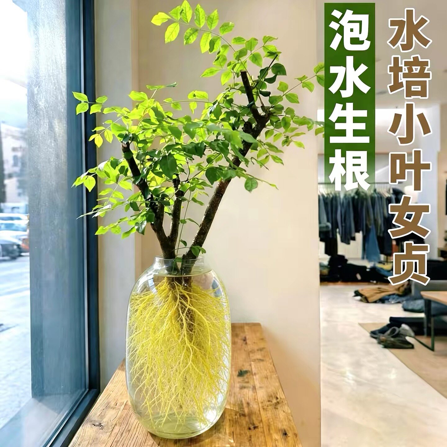 小叶丁香小叶女贞植物鲜切室内绿植居家茶室摆件老桩四季懒人好养