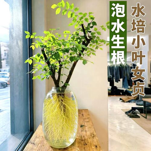 小叶丁香小叶女贞植物鲜切室内绿植居家茶室摆件老桩四季懒人好养