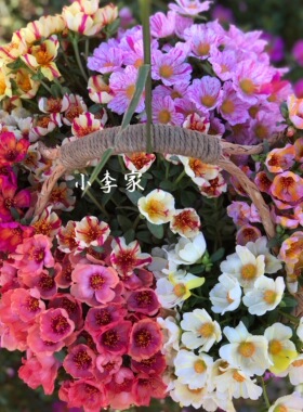 阔叶马齿苋宿根单瓣太阳花盆栽花苗枝条夏季耐易养活（满18包邮）