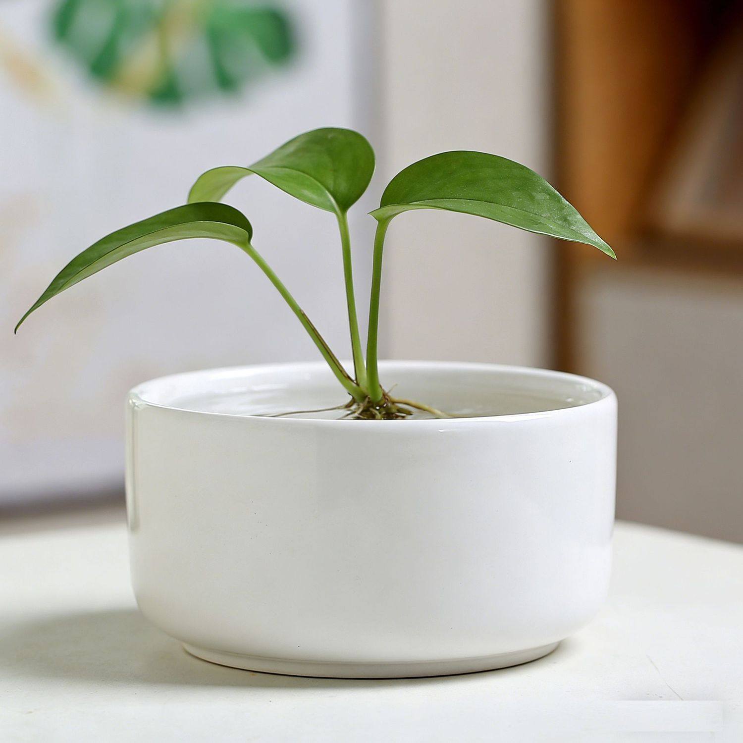 水培花盆陶瓷带托盘中大号无孔金钱草睡莲水仙花一叶莲桌面装饰