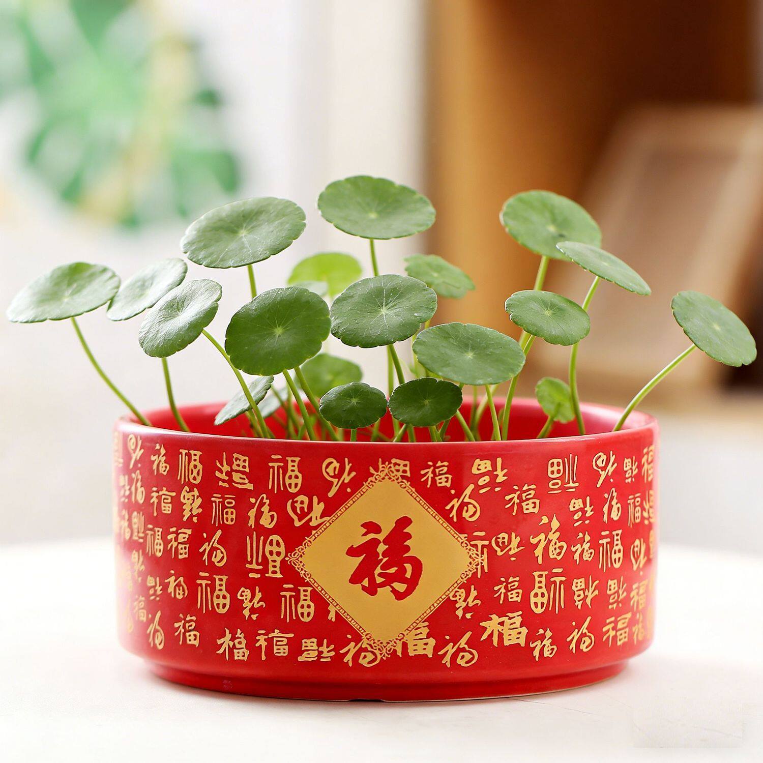 水培花盆陶瓷铜钱草带托盘一叶莲中大号无孔桌面装饰水仙花睡莲