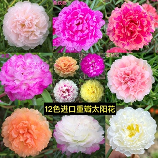 盆栽宿根阔叶重楼进口重瓣太阳花苗花卉多年生多瓣带花苞发货