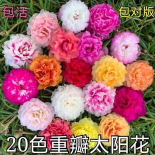 重瓣太陽(yáng)花苗宿根混色植物進(jìn)口盆栽多瓣多年生帶花苞發(fā)貨