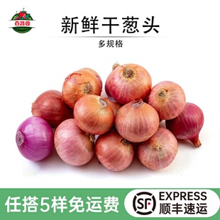 特香干葱头农家迷你红葱头小毛葱头葱油西餐香料酱料调味调料蔬菜