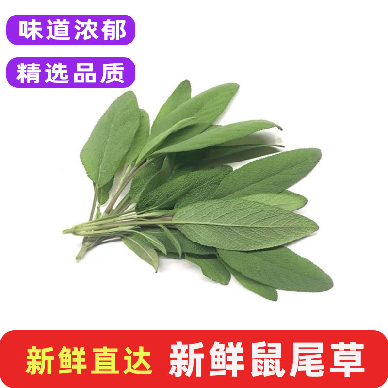 新鲜鼠尾草山艾Sage南丹参西餐提香调味香草可食用香料菜叶子包邮图片