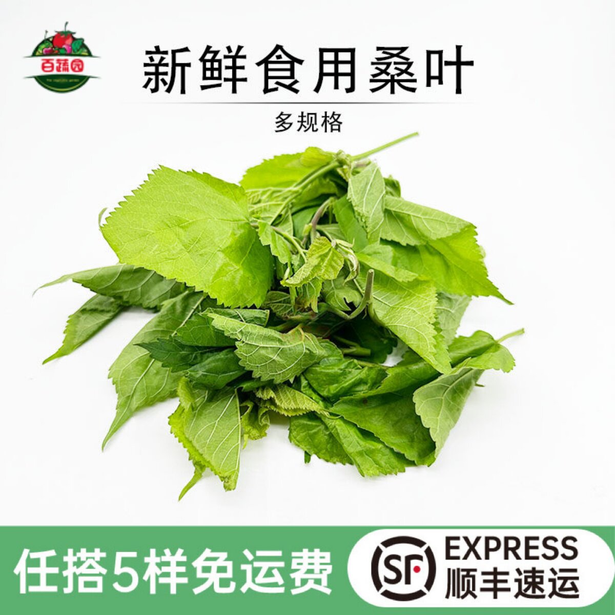 新鲜桑叶芽食用桑芽菜桑树叶酒店农庄特色上汤养生蔬菜农家鲜野菜
