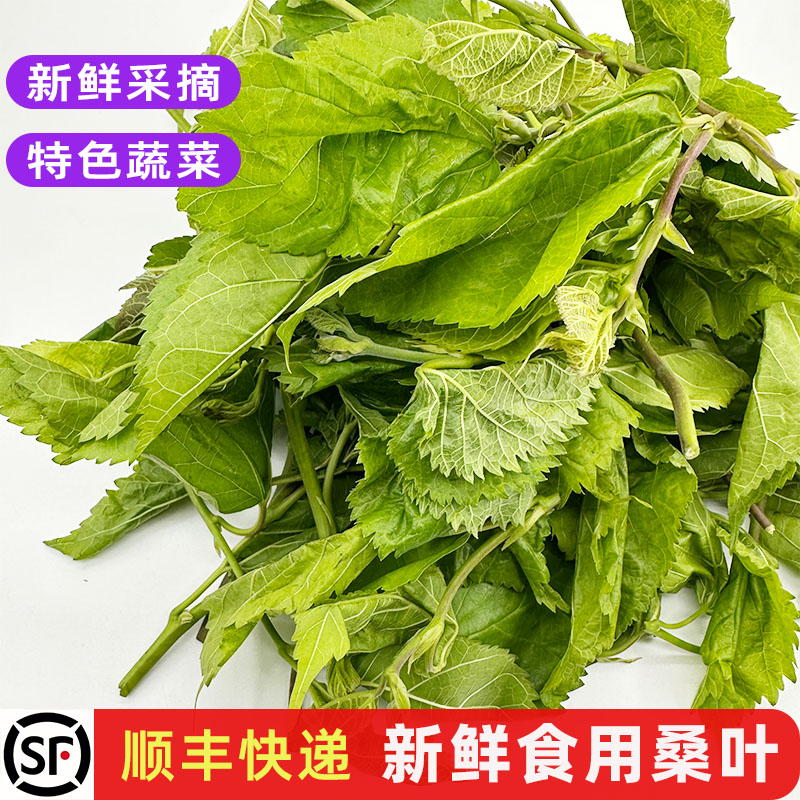 新鲜桑叶菜上汤养生蔬菜野菜包邮图片