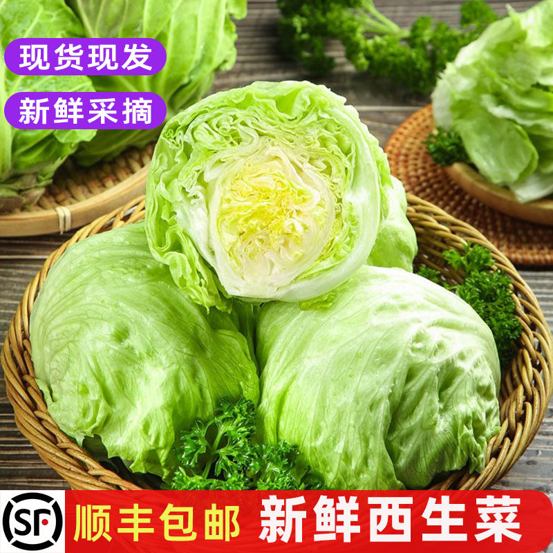 新鲜球生菜 西生菜圆生菜 西餐食材汉堡用清洗即食清脆沙拉菜包邮