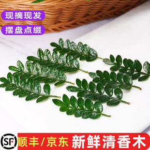 包邮 新鲜清香木胡椒木西餐酒店饮品装 饰叶子烘焙蛋糕点缀摆盘花草