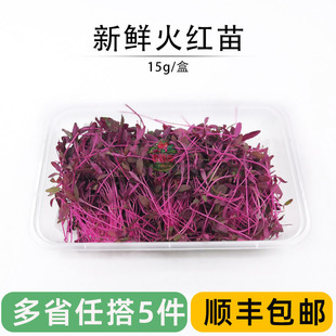 新鲜火红苗 火斯卡纳苗 安曼红苗 西餐摆盘装饰可食用芽苗菜顺丰