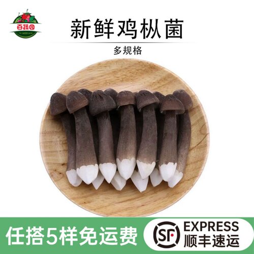 云南特产黑皮鸡枞菌火锅煲汤食材
