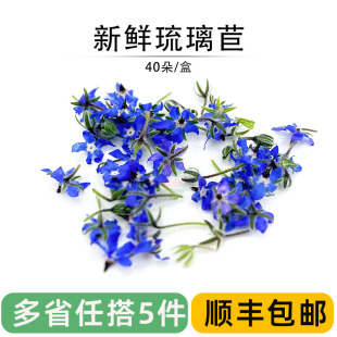 饰摆盘点缀花草 盘饰花鲜花日料西餐蛋糕烘培装 蓝星花 新鲜琉璃苣