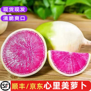 新鲜心里美萝卜农家红心水果紫萝卜清脆榨汁凉拌沙拉蔬菜装饰包邮