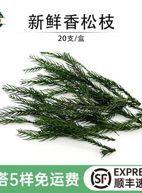 新鲜香松枝现摘松柏酒店餐饮摆盘日料烘培蛋糕装饰点缀鲜花草20支