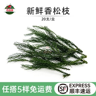 新鲜香松枝现摘松柏酒店餐饮摆盘日料烘培蛋糕装饰点缀鲜花草20支