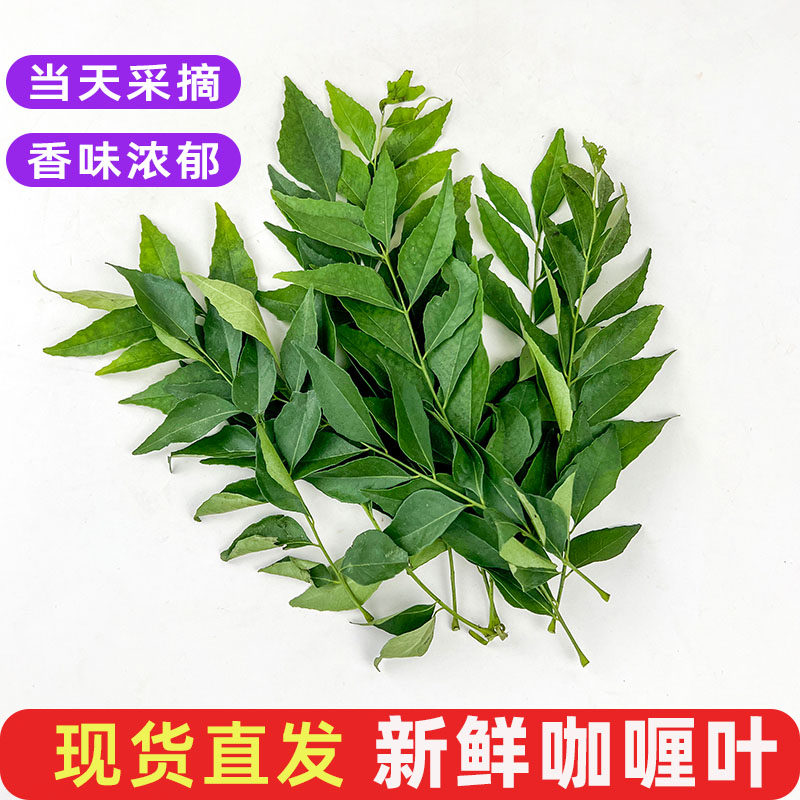 新鲜咖喱叶泰国餐厅香料菜九里香调味调料菜提香咖喱原料香叶包邮