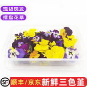 包邮 新鲜三色堇50朵三色花可食用鲜花草西餐甜品烘焙蛋糕装 饰摆盘