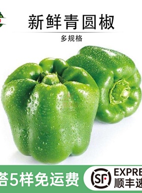 青圆椒新鲜柿子椒圆椒灯笼椒农家种植不辣绿彩椒青椒炒食蔬菜现货