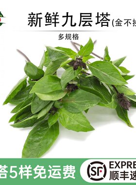 新鲜九层塔金不换三杯鸡调料蔬菜