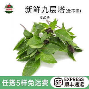 新鲜九层塔食用红杆金不换冬阴功食材三杯鸡海鲜调料蔬菜非罗勒叶