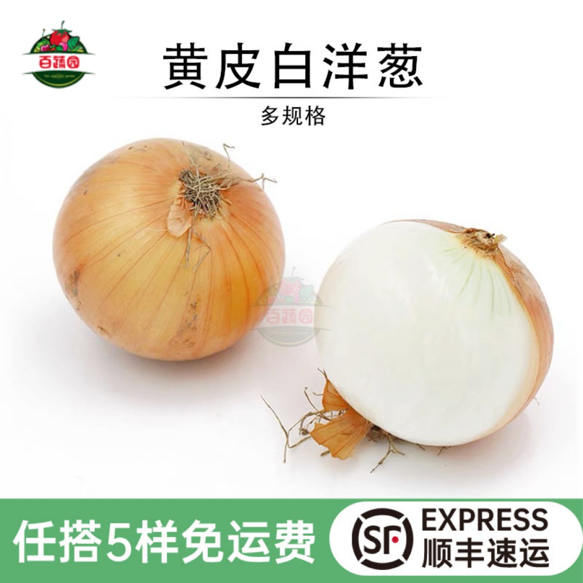 蔬菜调味增香食材新鲜白洋葱