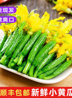 新鲜小黄瓜花迷你青瓜苗农家蔬菜