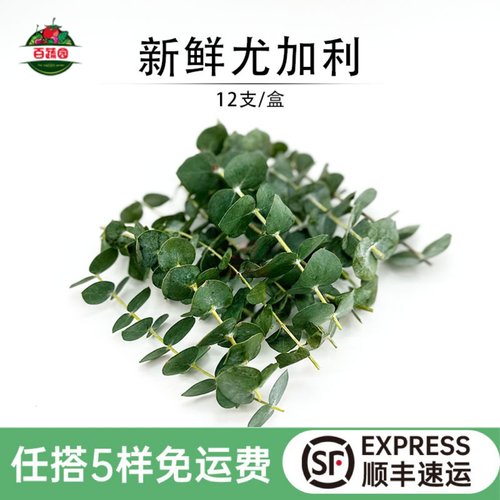 新鲜尤加利摆盘烘焙装饰点缀花草