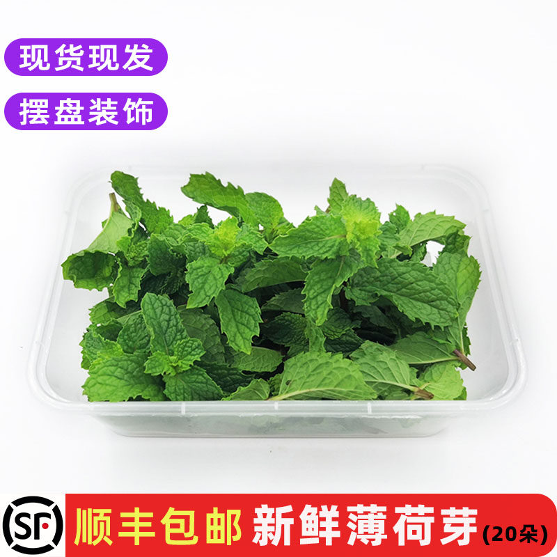 新鲜薄荷芽可食用卜荷尖嫩头调酒泡水烘培蛋糕装饰西餐摆盘用包邮