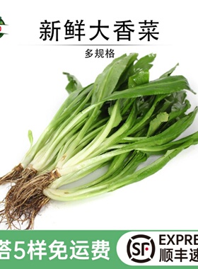 新鲜大香菜大芫荽刺芹现摘傣味香料菜泰国冬阴功材料食用蔬菜顺丰