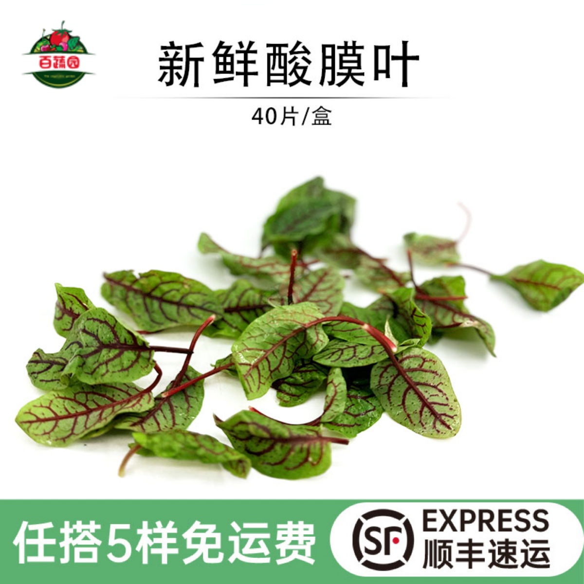 摆盘装饰新鲜红脉酸膜叶酸膜草